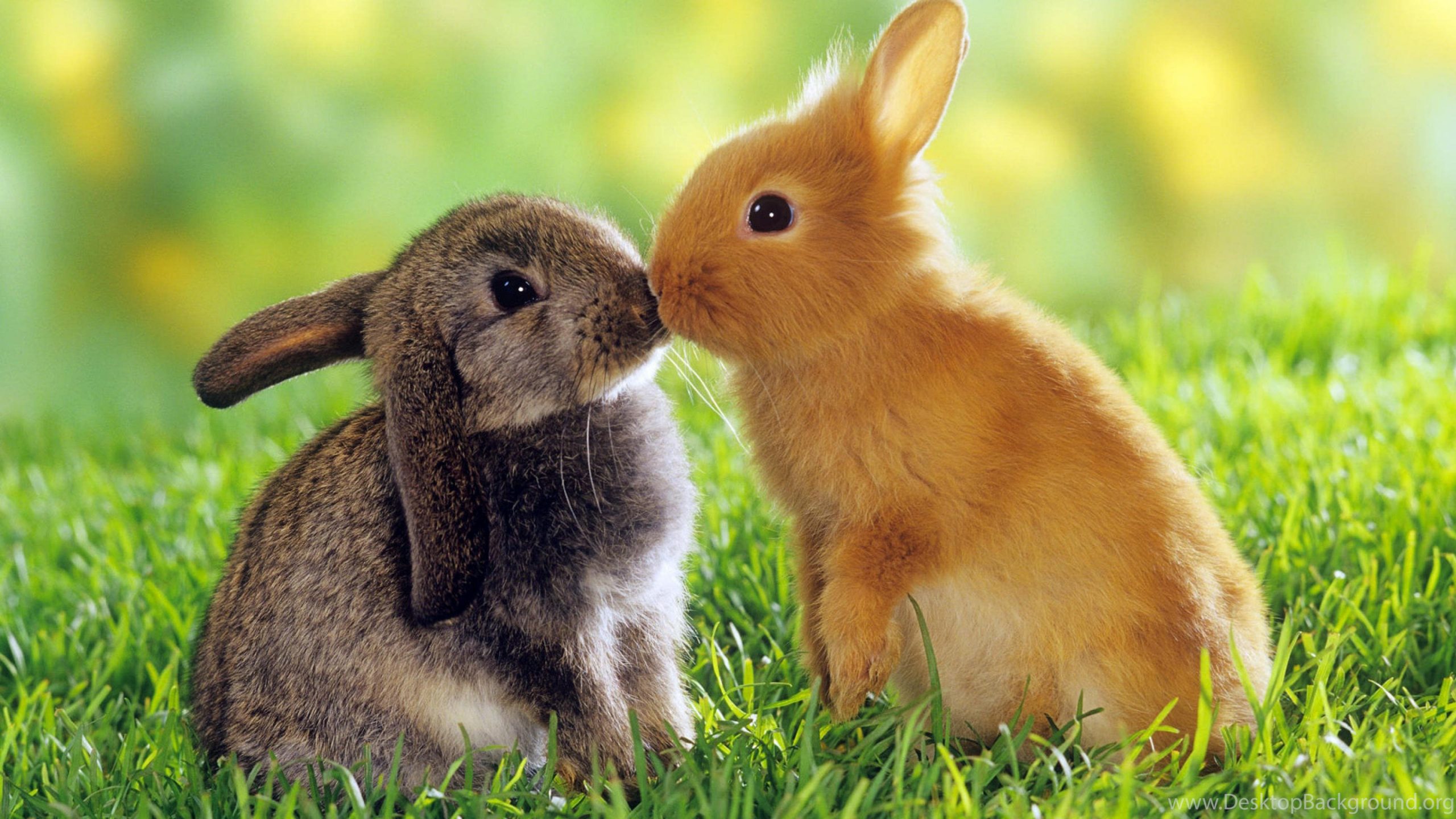 Cute Rabbit Couple Ultra Hd Wallpaper