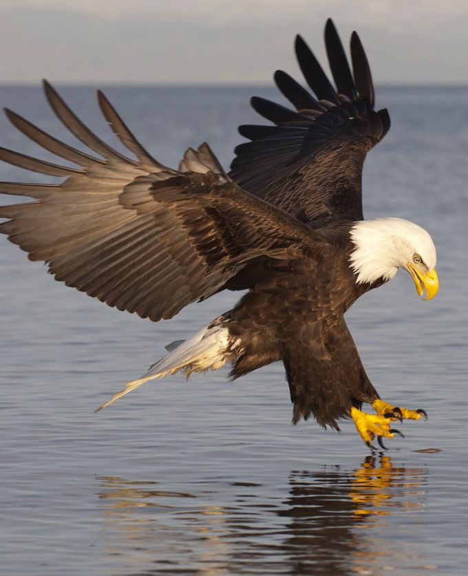 ULTRA HD EAGLE WALLPAPER FOR FREE - Free HD Wallpapers