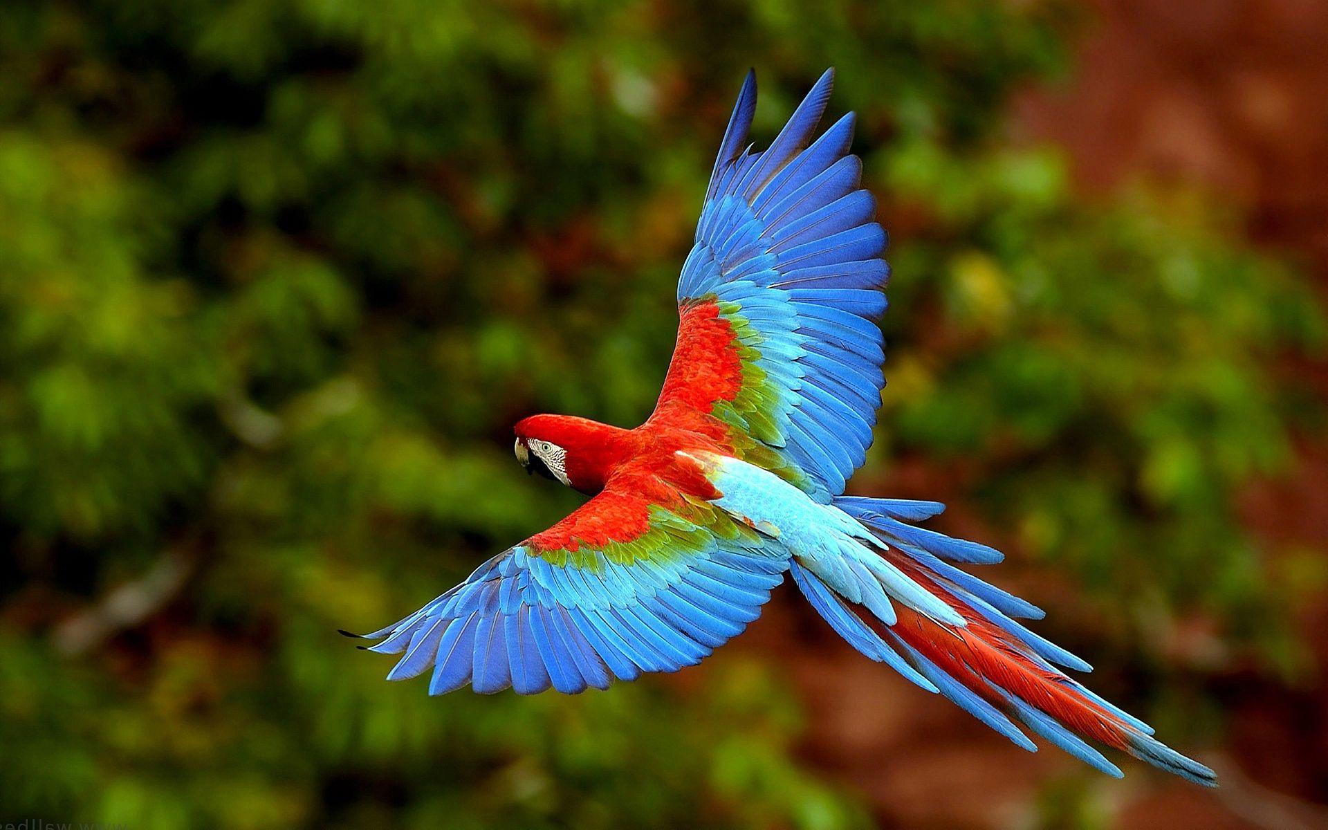 HD birds  wallpaper download for pc