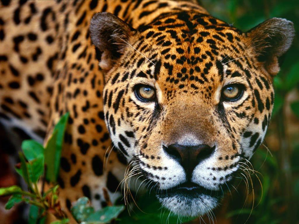 jaguar animal hd wallpapers 1080p